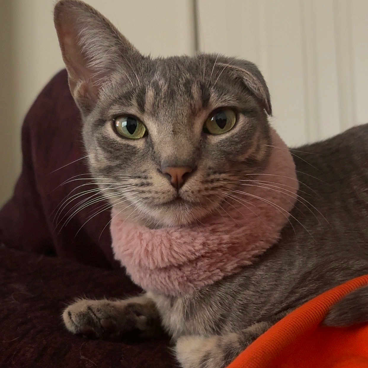 Wabi Sabi is registered to the contest to win money with this photo: cat, gray_tabby, pink_collar, pet, animal, indoor, feline, whiskers, green_eyes, close_up, fur, resting, orange_fabric, cozy, portrait, domestic_cat, cute, looking_at_camera, relaxed, soft_texture