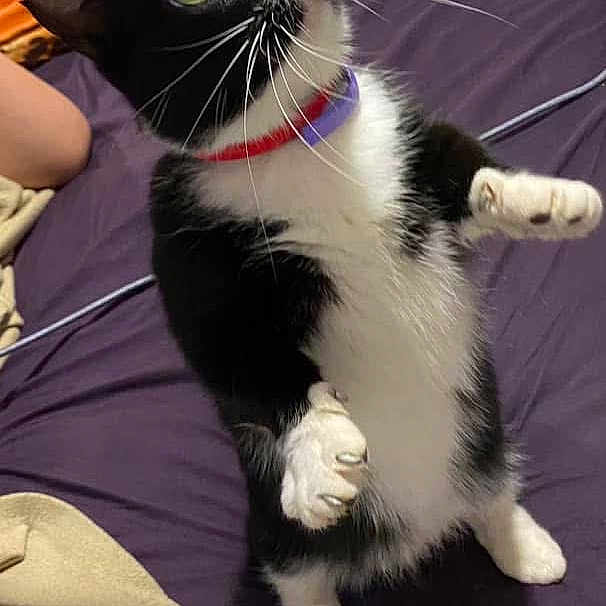 Oreo joined the competition — help win amazing prizes! cat, tuxedo_cat, pet, indoor, bed, curious, standing, black_and_white, collar, whiskers, keyboard, blanket, human_arm, purple_bedspread, orange_blanket, feline, cute, alert, animal, domestic