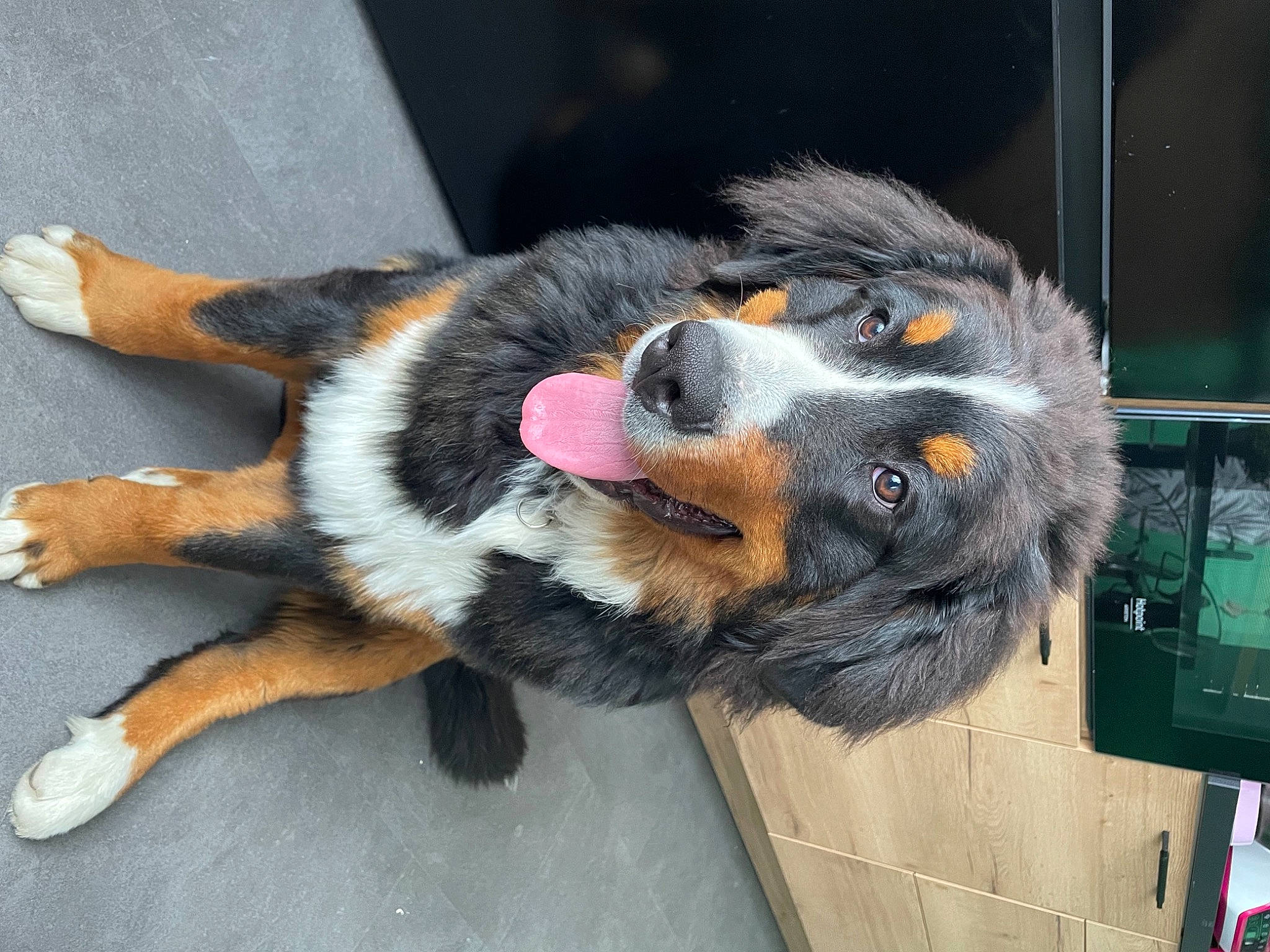 Thor a rejoint le concours — aidez-le/la à gagner de superbes lots ! canidae, carnivore, claw, collar, companion_dog, dog, dog_breed, foot, fur, gas, paw, sporting_group, tail, terrestrial_animal, whiskers, working_dog