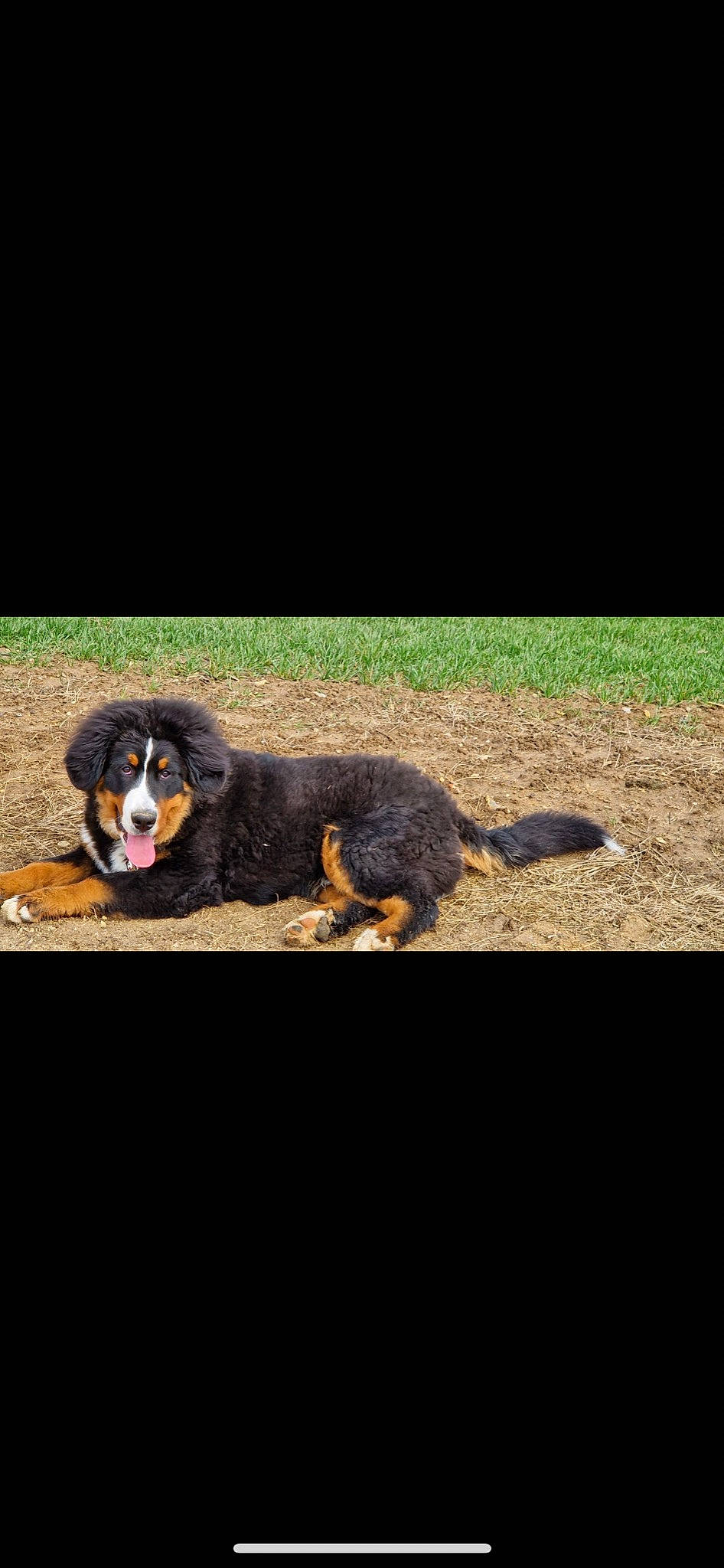 Thor a rejoint le concours — aidez-le/la à gagner de superbes lots ! beak, carnivore, companion_dog, dog_breed, falconiformes, fur, grass, landscape, shadow, soil, tail, terrestrial_animal, wildlife