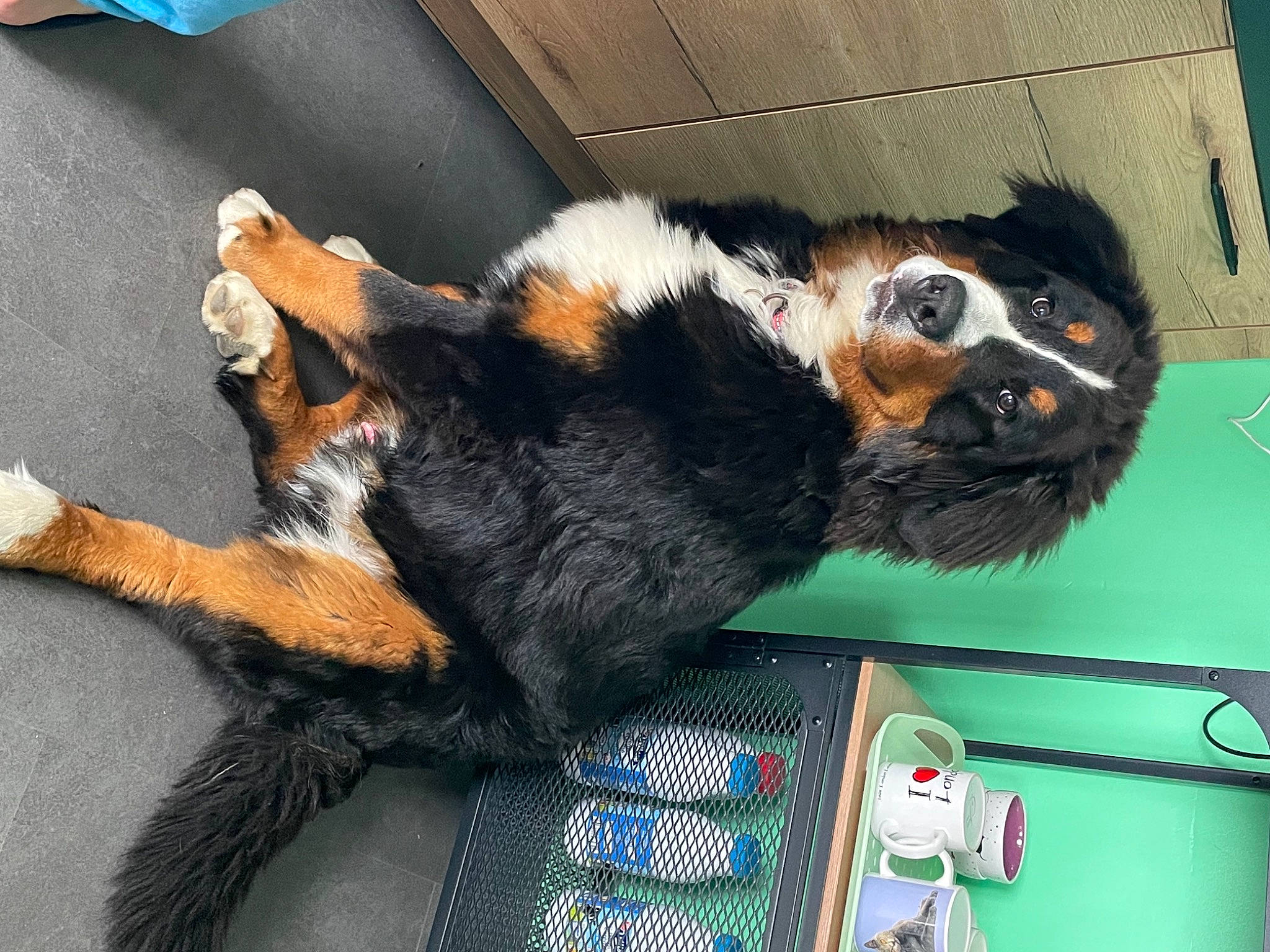 Thor a rejoint le concours — aidez-le/la à gagner de superbes lots ! carnivore, claw, comfort, companion_dog, dog_breed, fur, natural_material, tail, terrestrial_animal, whiskers