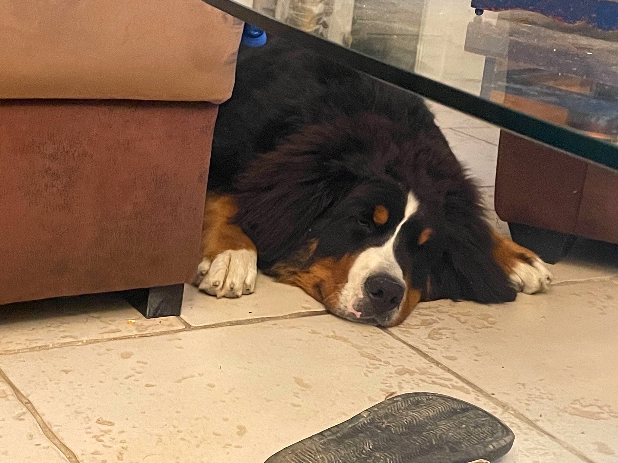 Thor a rejoint le concours — aidez-le/la à gagner de superbes lots ! bernese_mountain_dog, bored, canidae, carnivore, companion_dog, dog, dog_breed, door, floor, flooring, fur, giant_dog_breed, hardwood, herding_dog, moscow_watchdog, puppy, sporting_group, terrestrial_animal, working_animal, working_dog