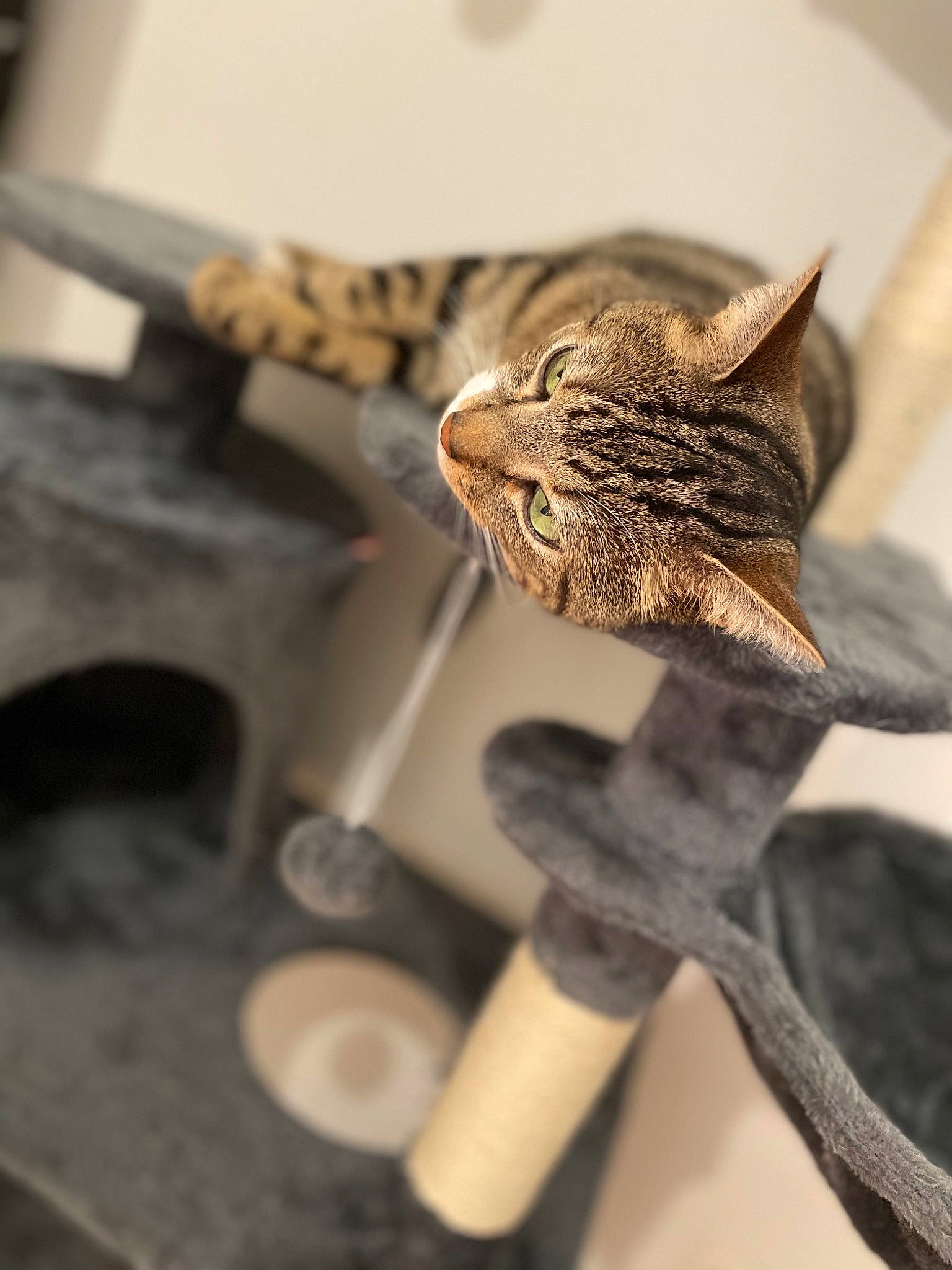 Chocolat participe au concours pour gagner de l'argent avec cette photo : art, carnivore, cat, fashion_accessory, felidae, fur, macro_photography, metal, pattern, plant, plant_stem, small_to_medium_sized_cats, still_life_photography, tail, terrestrial_animal, twig, visual_arts, whiskers, wildlife, wood