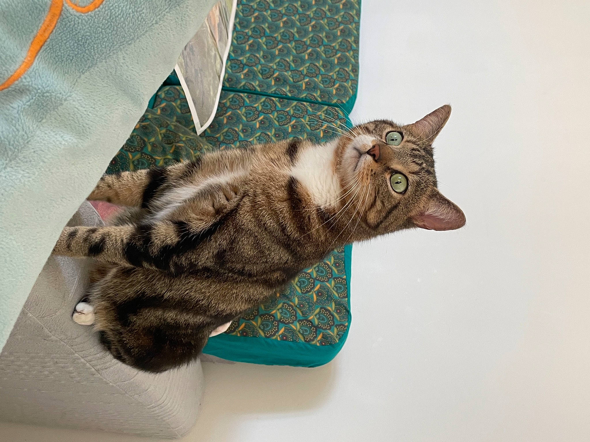 Chocolat participe au concours pour gagner de l'argent avec cette photo : art, carnivore, cat, claw, comfort, domestic_short_haired_cat, fawn, felidae, fur, linens, pattern, paw, sitting, small_to_medium_sized_cats, snout, tail, terrestrial_animal, whiskers