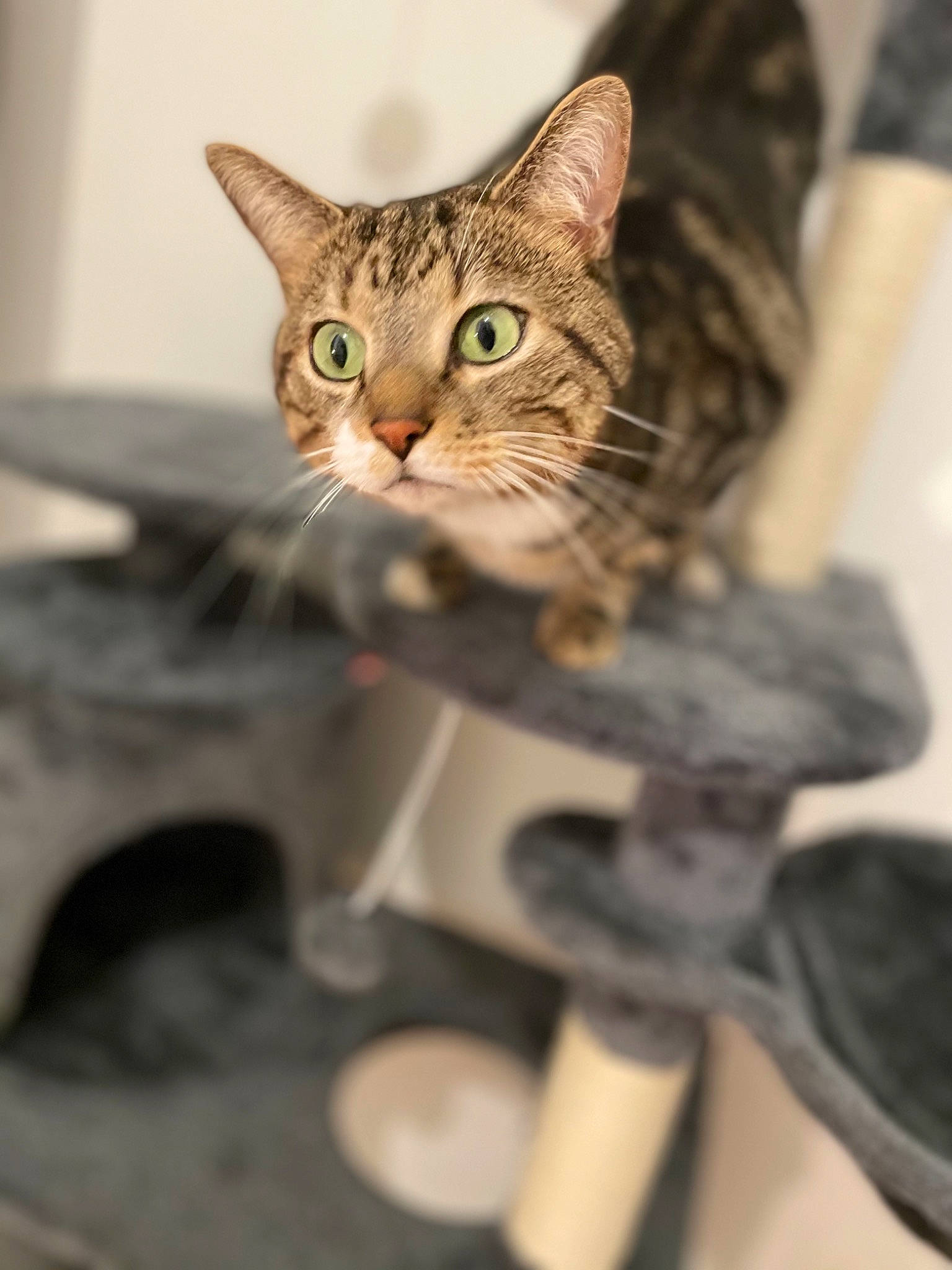 Chocolat participe au concours pour gagner de l'argent avec cette photo : carnivore, cat, claw, domestic_short_haired_cat, felidae, fur, military_camouflage, paw, small_to_medium_sized_cats, snout, terrestrial_animal, whiskers, wildlife