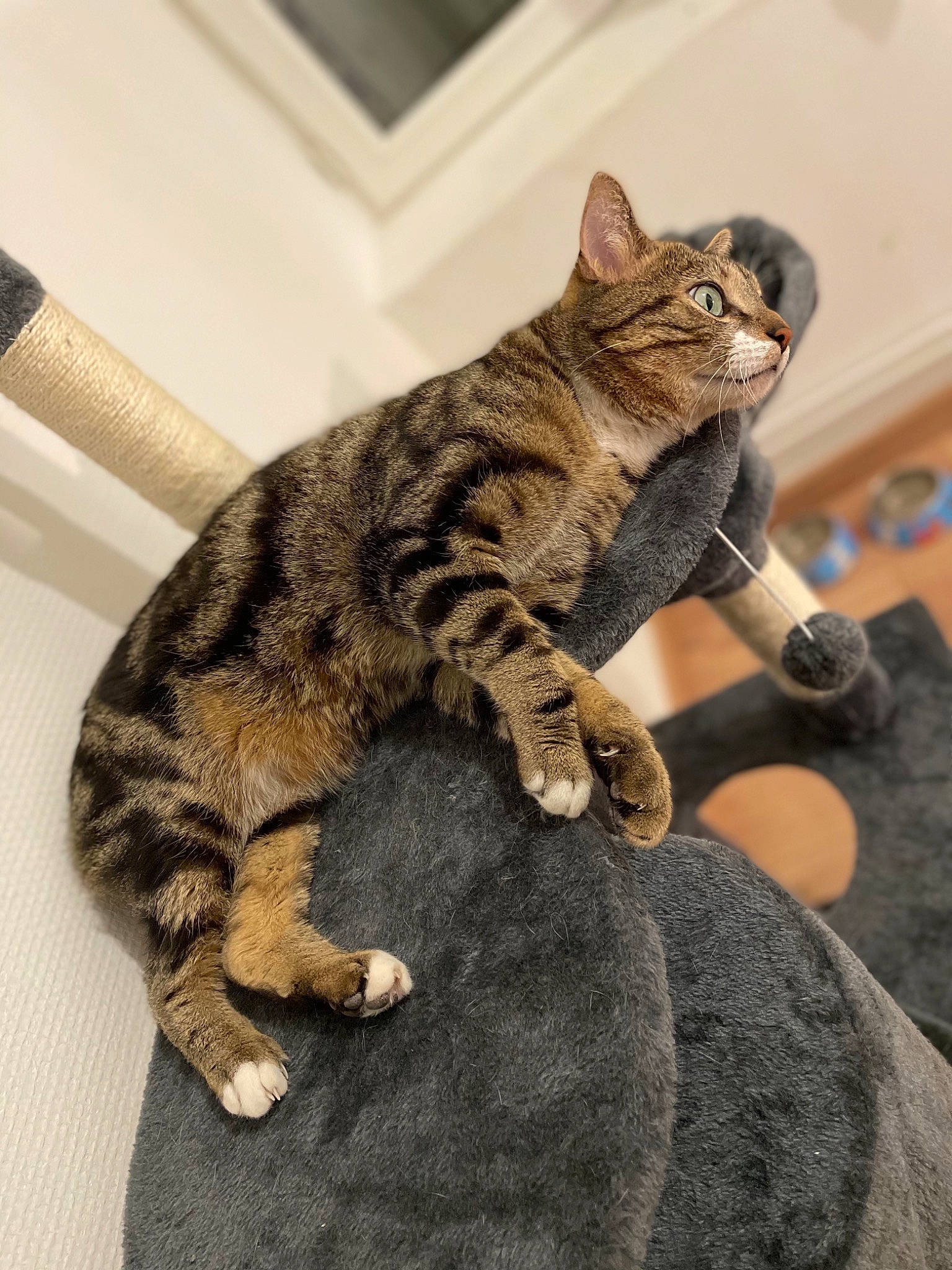 Chocolat participe au concours pour gagner de l'argent avec cette photo : carnivore, cat, claw, comfort, domestic_short_haired_cat, felidae, fur, mammal, paw, sitting, small_to_medium_sized_cats, snout, tail, terrestrial_animal, vertebrate, whiskers