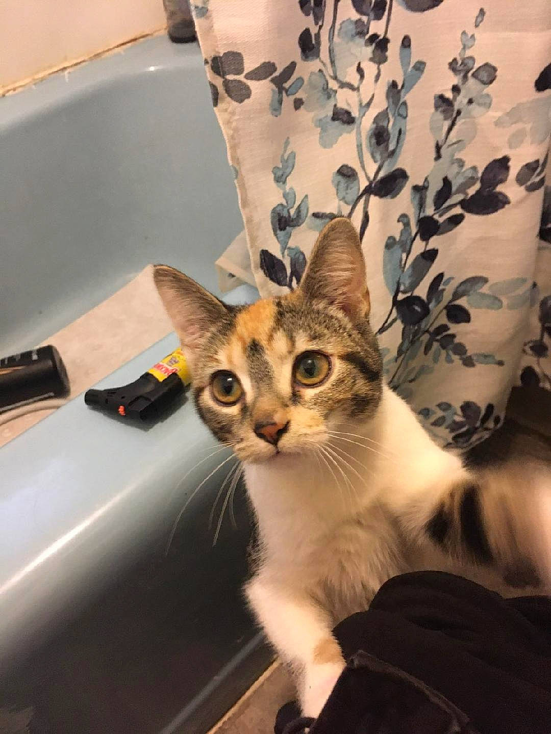 Taz joined the competition — help win amazing prizes! automotive_exterior, automotive_lighting, carnivore, cat, comfort, domestic_short_haired_cat, fawn, felidae, fur, houseplant, linens, metal, paw, room, small_to_medium_sized_cats, tail, vehicle_door, whiskers, windshield