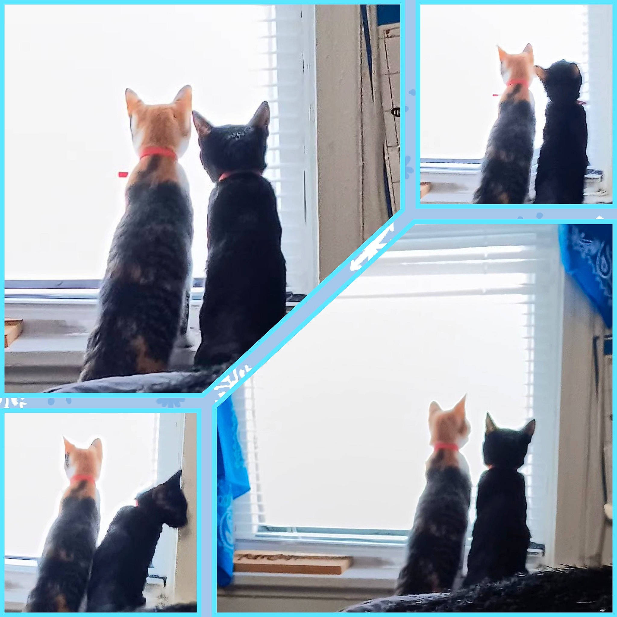 Taz joined the competition — help win amazing prizes! black, blue, carnivore, cat, felidae, gesture, green, light, line, mammal, organism, photograph, room, small_to_medium_sized_cats, snapshot, tail, vertebrate, whiskers, white, window