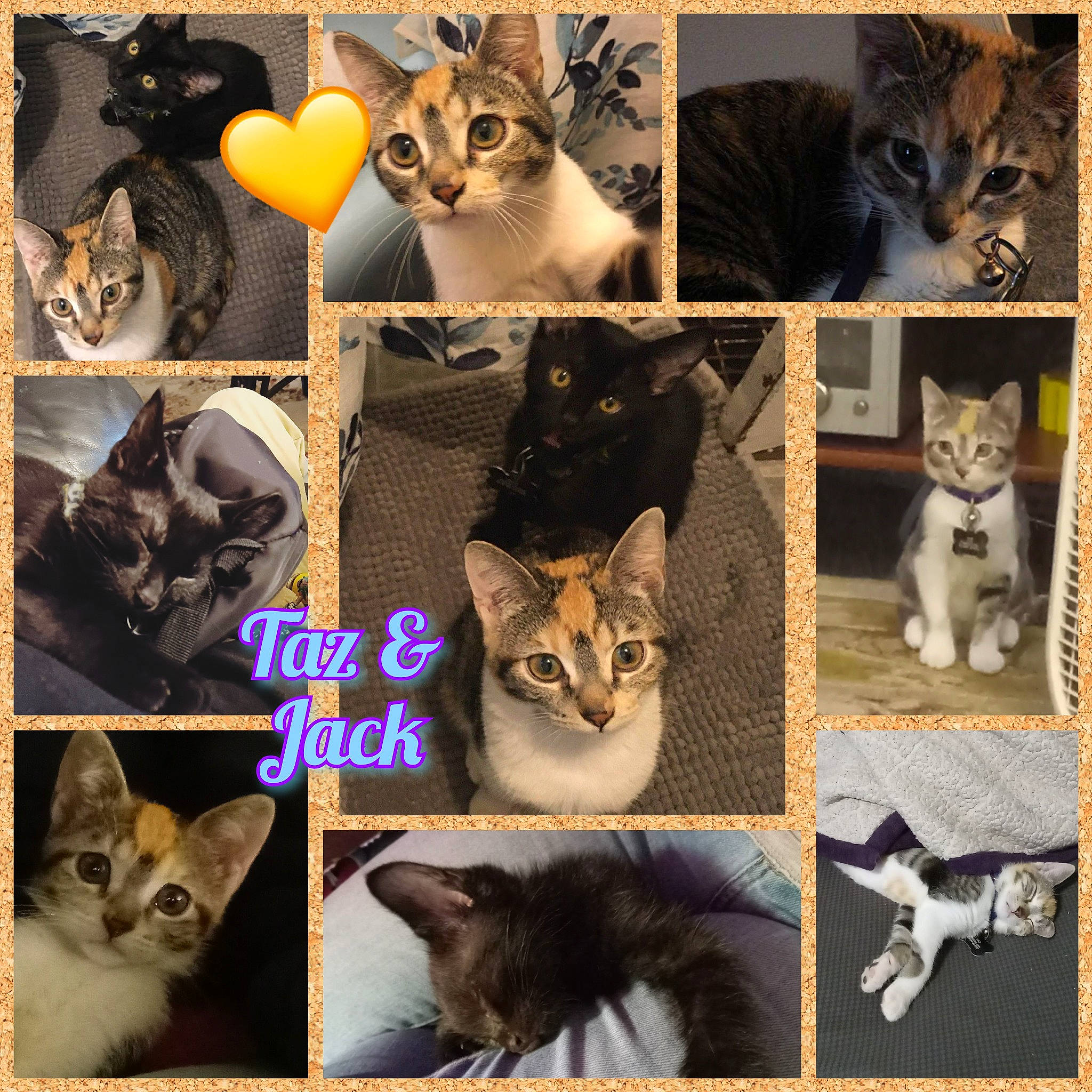 Taz joined the competition — help win amazing prizes! art, carnivore, cat, cat_supply, collage, domestic_short_haired_cat, felidae, font, fur, mammal, organism, pattern, pet_supply, photo_caption, photograph, small_to_medium_sized_cats, snapshot, tail, vertebrate, whiskers