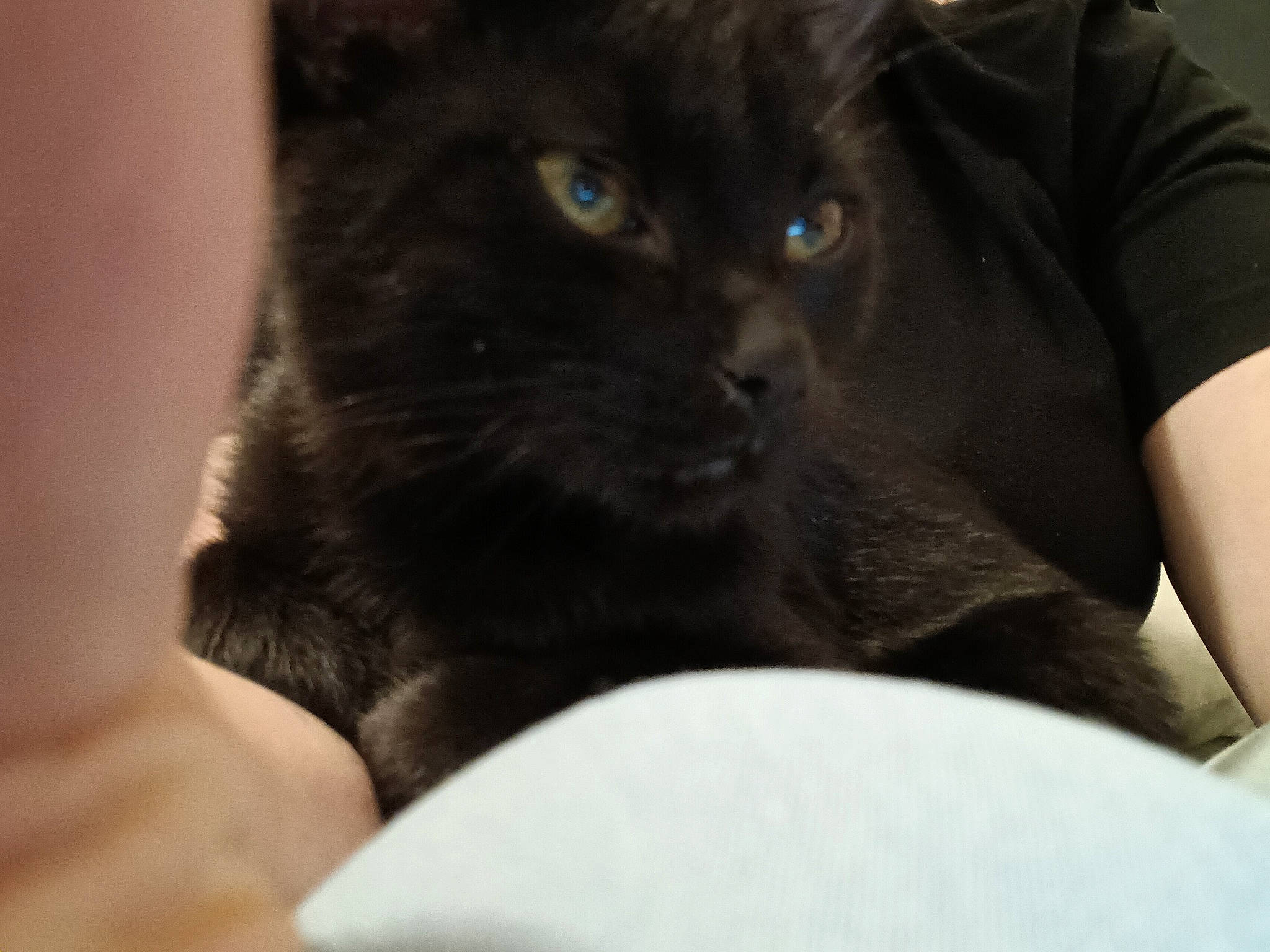 Jack is registered to the contest to win money with this photo: black_cat, bombay, carnivore, cat, cat_supply, claw, comfort, domestic_short_haired_cat, eye, felidae, fur, sitting, small_to_medium_sized_cats, snout, terrestrial_animal, whiskers