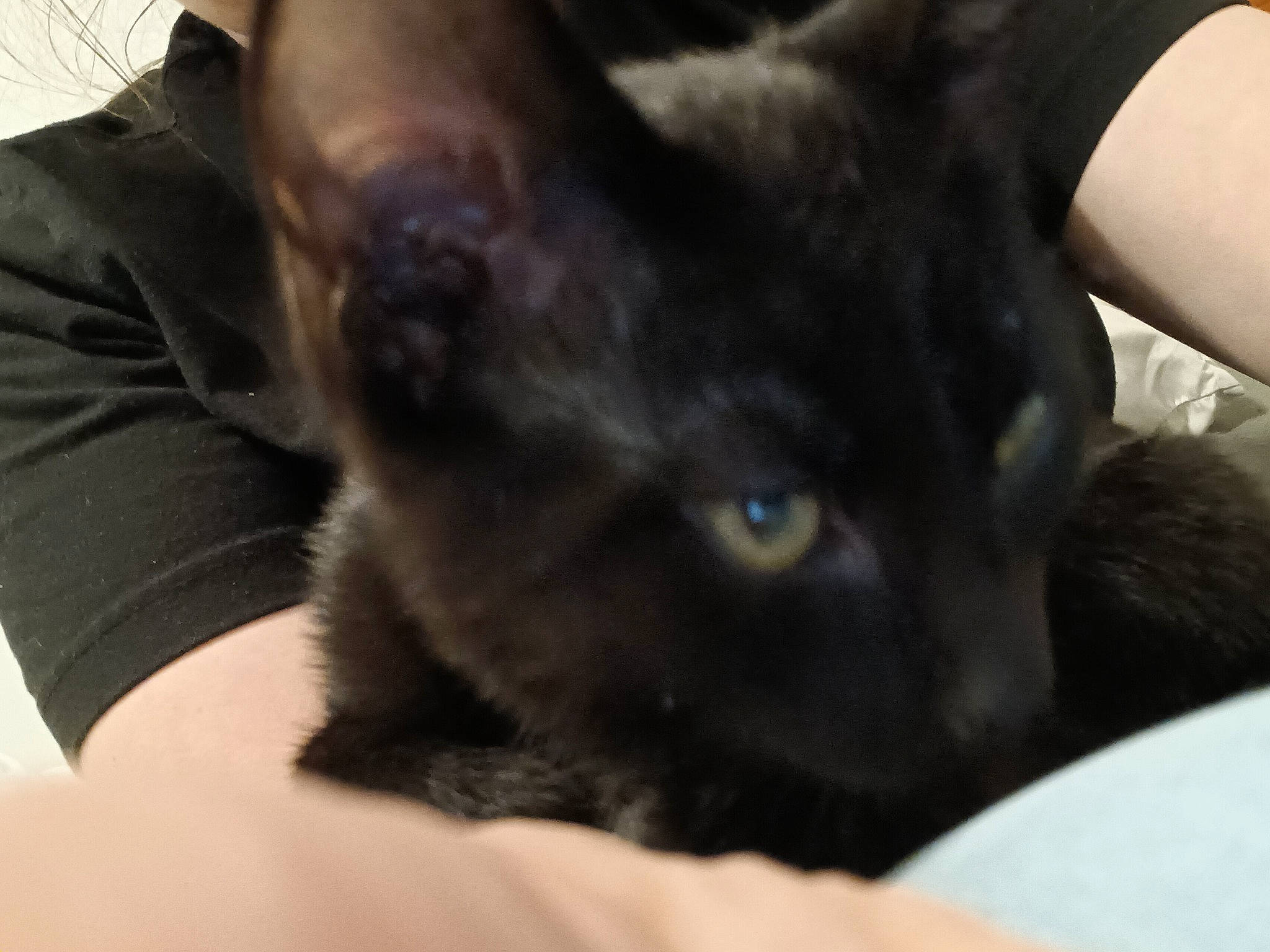 Jack joined the competition — help win amazing prizes! black_cat, bombay, carnivore, cat, claw, comfort, domestic_short_haired_cat, ear, felidae, fur, gesture, havana_brown, small_to_medium_sized_cats, terrestrial_animal, whiskers, window