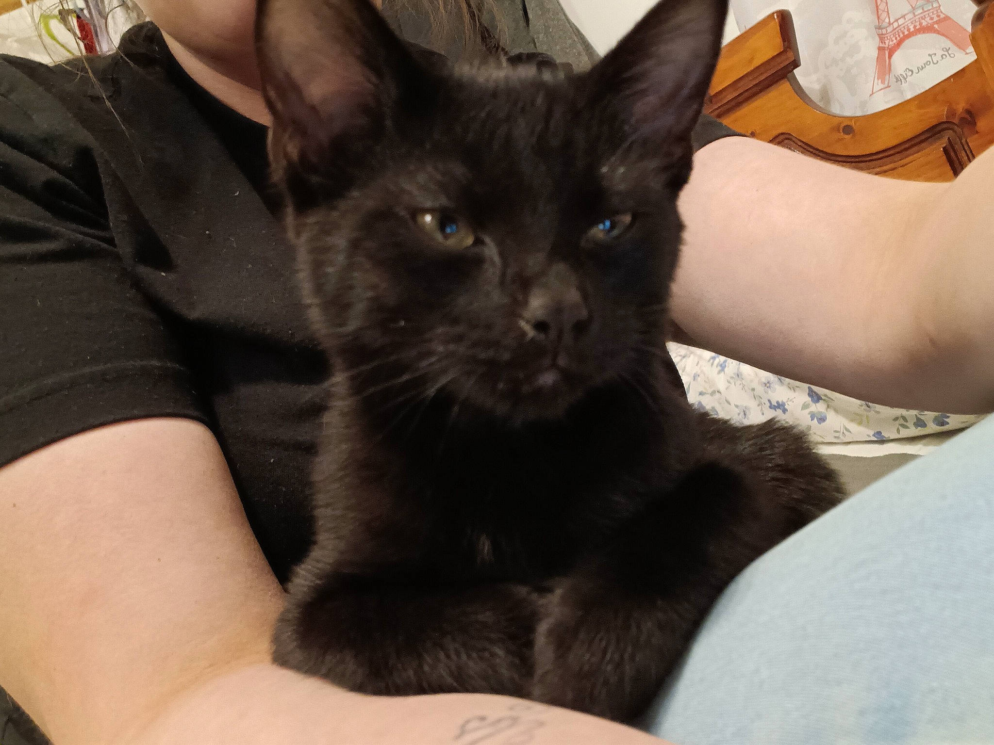 Jack is registered to the contest to win money with this photo: black_cat, bombay, carnivore, cat, chair, claw, comfort, domestic_short_haired_cat, ear, fawn, felidae, fur, lap, sitting, small_to_medium_sized_cats, snout, t_shirt, terrestrial_animal, thigh, whiskers