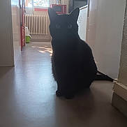 Chipie a rejoint le concours — aidez-le/la à gagner de superbes lots ! black_cat, cat, silhouette, kitchen, floor, window, light, shadow, appliance, radiator, microwave, coffee_maker, indoor, home, pet, animal, quiet, stillness, shadowy, sunlight