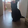 black_cat, cat, silhouette, kitchen, floor, window, light, shadow, appliance, radiator, microwave, coffee_maker, indoor, home, pet, animal, quiet, stillness, shadowy, sunlight