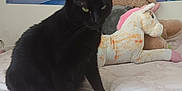 Chipie a rejoint le concours — aidez-le/la à gagner de superbes lots ! black_cat, cat, bed, plush_toy, unicorn_plush, stuffed_animal, poster, cartoon, indoor, feline, pet, animal, pink, blue, wall_art, bedroom, resting, cozy, soft_toys, green_eyes
