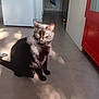 Chipie a rejoint le concours — aidez-le/la à gagner de superbes lots ! black_cat, cat, indoor, sunlight, floor, shadow, furniture, cabinet, refrigerator, pet, animal, domestic, whiskers, yellow_eyes, sitting, home, quiet, cozy, kitchen, curious