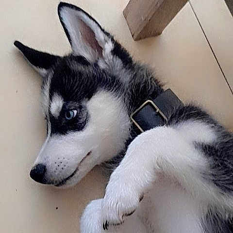 Lupo