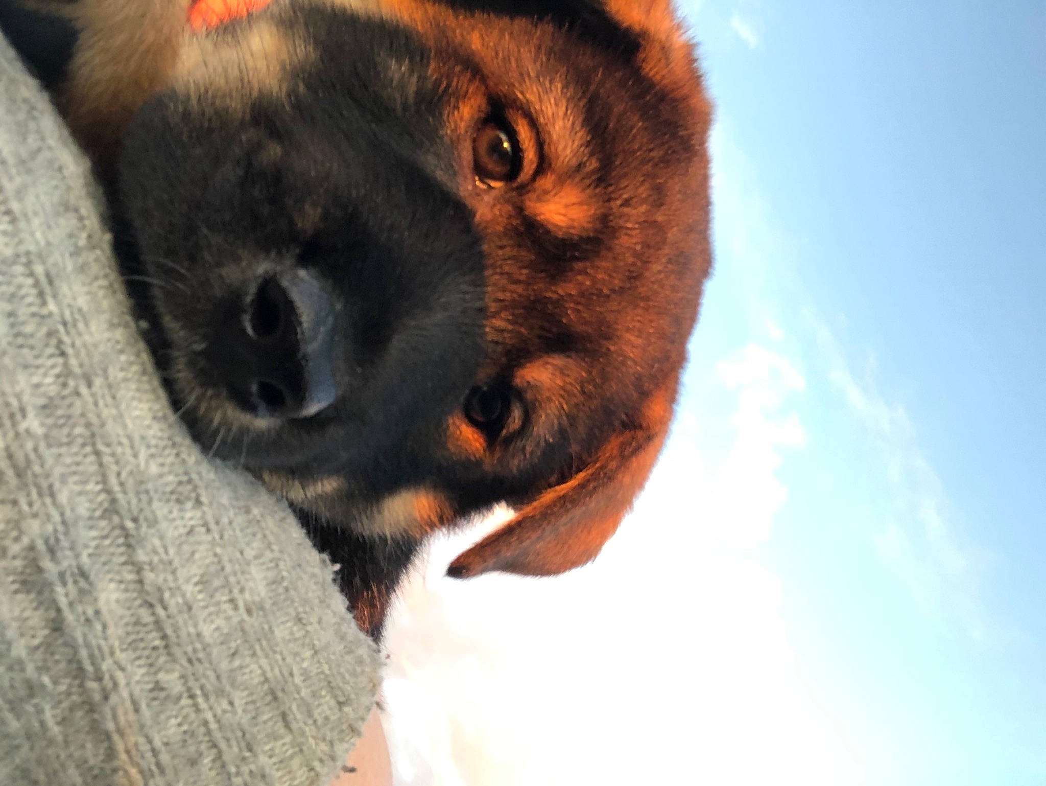 Nebula is registered to the contest to win money with this photo: canidae, carnivore, dog, dog_breed, eurasier, nose, puppy, snout