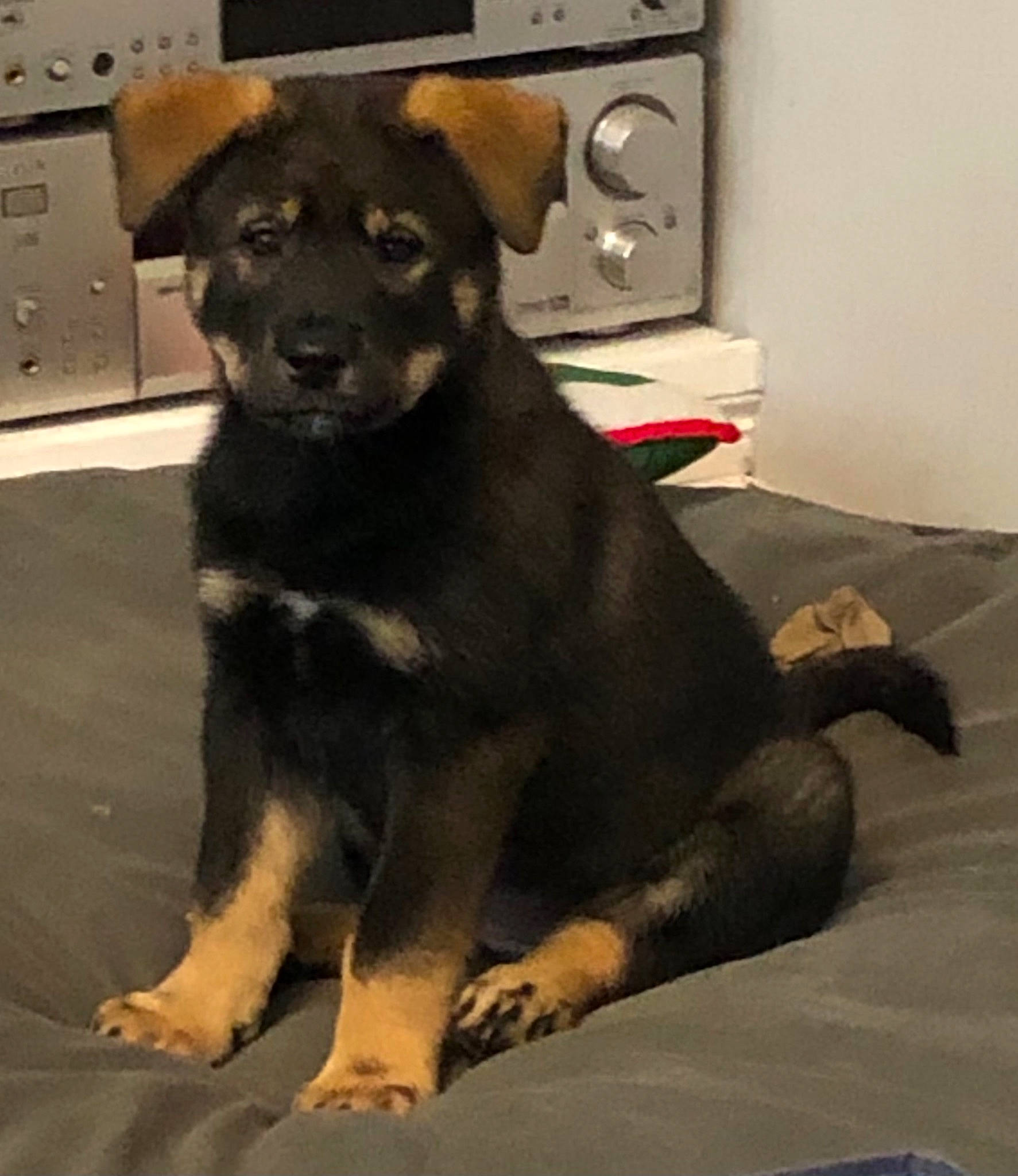 Nebula is registered to the contest to win money with this photo: canidae, carnivore, companion_dog, dog, dog_breed, german_shepherd_dog, labrador_husky, mammal, puppy, rare_breed_dog, snout, street_dog, vertebrate