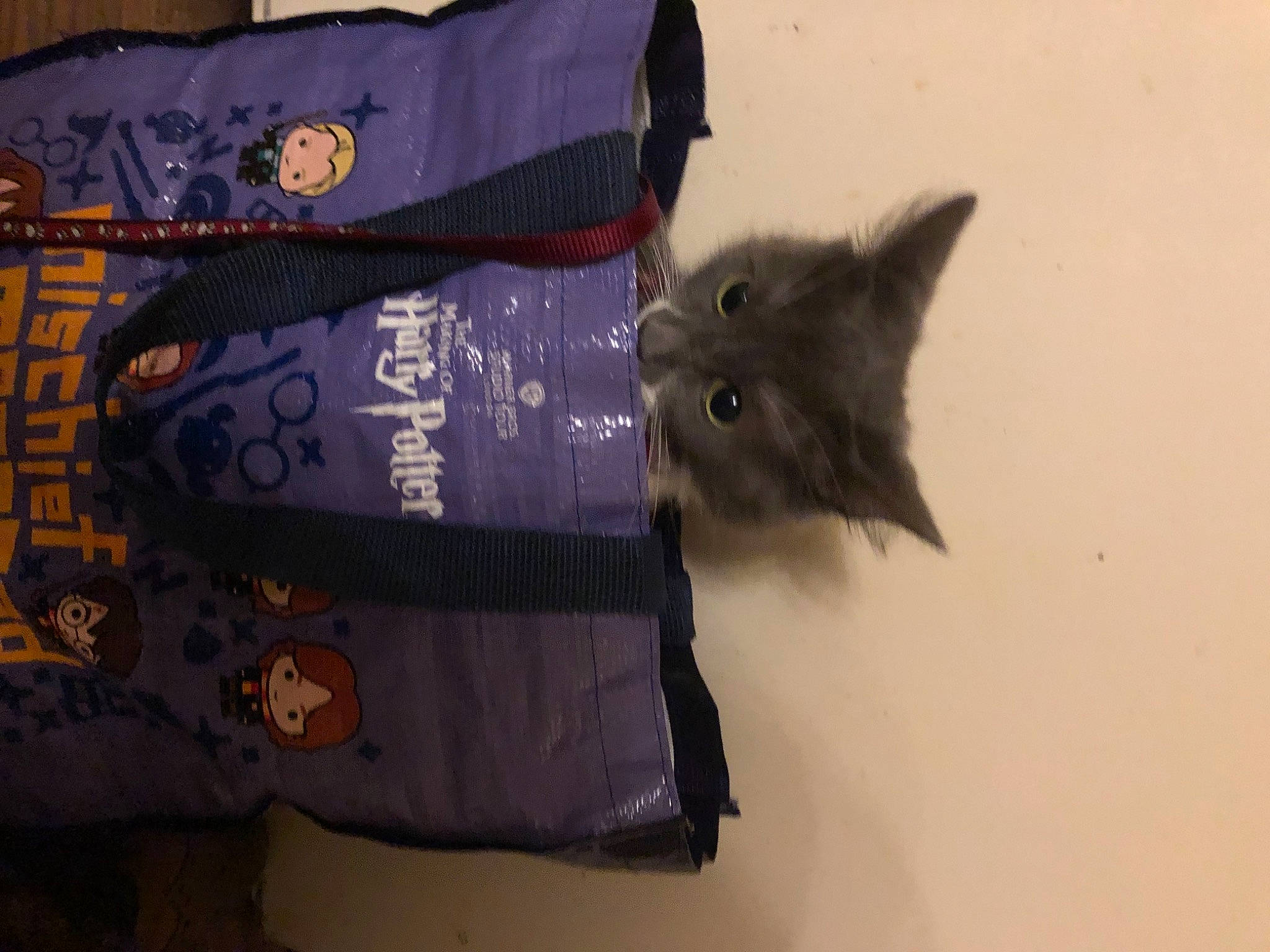 Storm joined the competition — help win amazing prizes! carnivore, cat, domestic_short_haired_cat, felidae, kitten, small_to_medium_sized_cats, whiskers