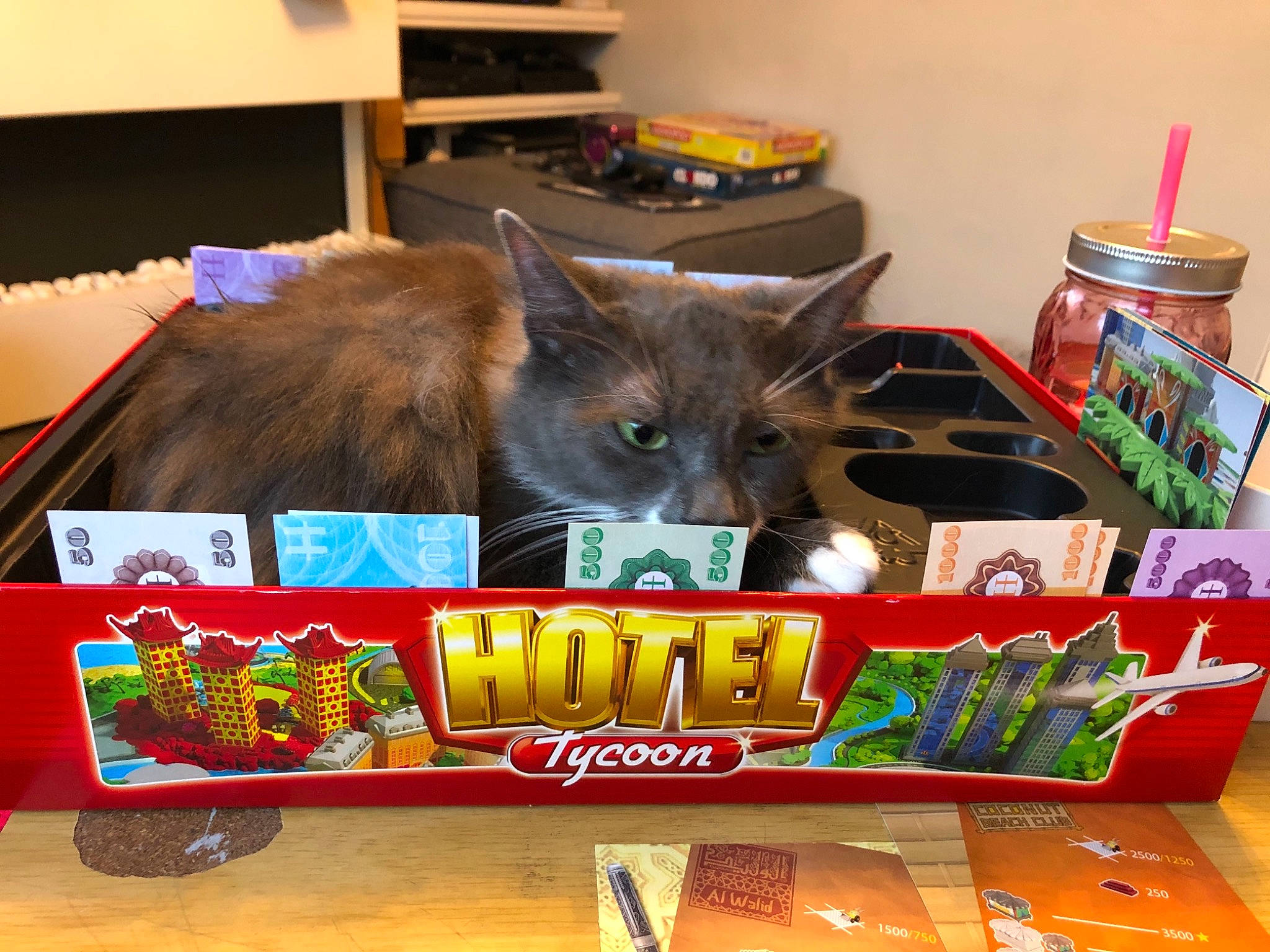 Storm joined the competition — help win amazing prizes! carnivore, cat, confectionery, felidae, games, kitten, play, small_to_medium_sized_cats, snack, whiskers