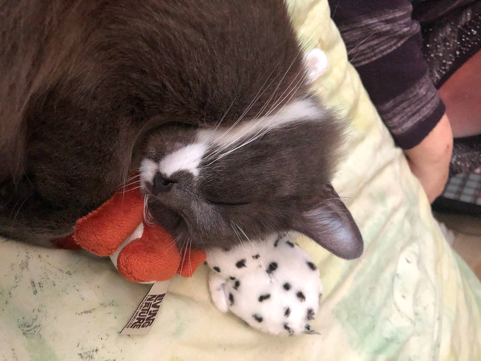 Storm joined the competition — help win amazing prizes! canidae, carnivore, companion_dog, dog_breed, ear, puppy, shih_tzu, snout, sporting_group, whiskers