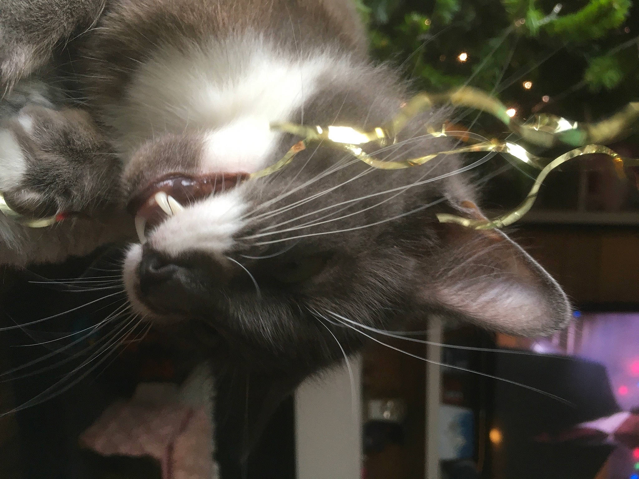 Storm is registered to the contest to win money with this photo: carnivore, cat, felidae, fur, kitten, norwegian_forest_cat, sky, small_to_medium_sized_cats, snout, tail, whiskers