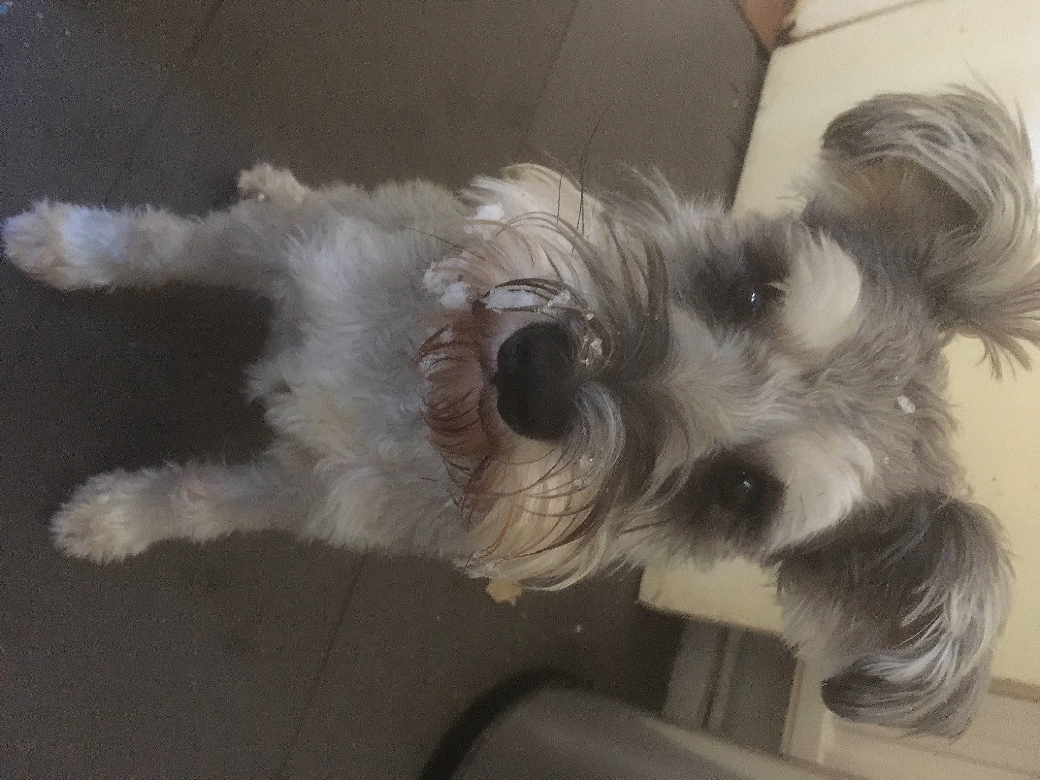 Jarvis is registered to the contest to win money with this photo: canidae, carnivore, companion_dog, dog, dog_breed, ear, mammal, miniature_schnauzer, paw, petit_basset_griffon_vendeen, puppy, rare_breed_dog, schnauzer, schnoodle, small_terrier, snout, sporting_group, sporting_lucas_terrier, standard_schnauzer, terrier