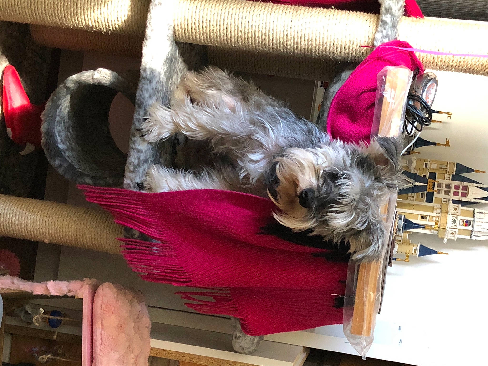 Jarvis joined the competition — help win amazing prizes! australian_silky_terrier, cairn_terrier, canidae, carnivore, companion_dog, dog, dog_breed, miniature_schnauzer, schnauzer, small_terrier, standard_schnauzer, terrier, toy_dog, yorkshire_terrier