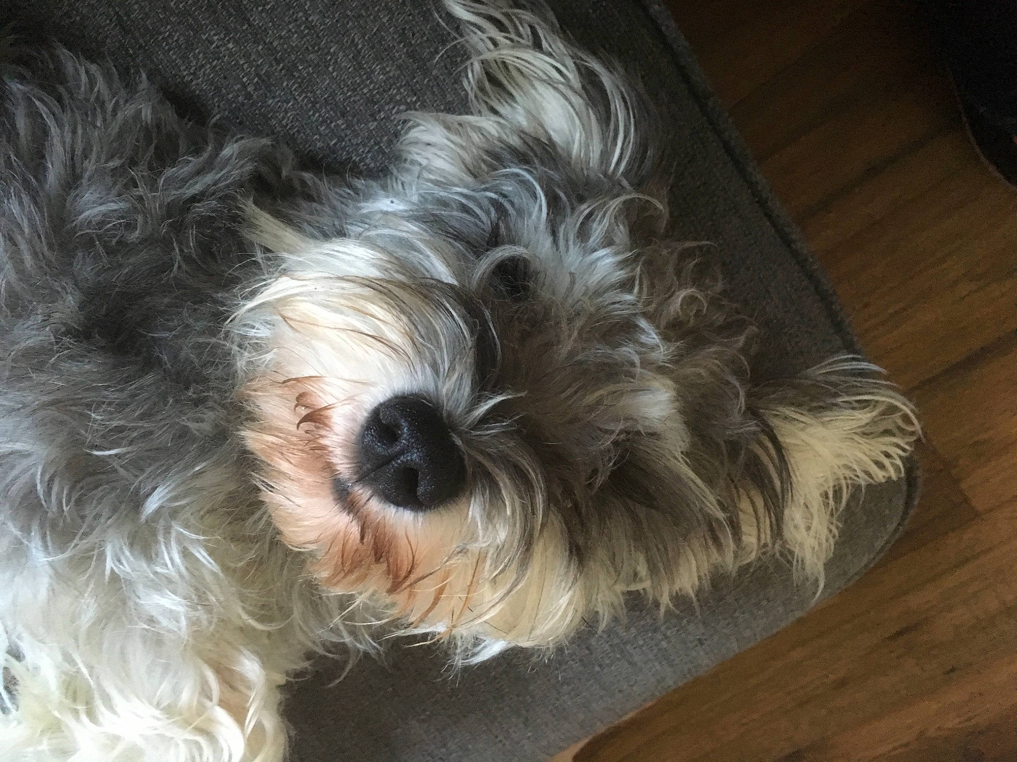 Jarvis is registered to the contest to win money with this photo: briquet_griffon_vendeen, canidae, carnivore, companion_dog, dog, dog_breed, kyi_leo, lowchen, mammal, miniature_schnauzer, petit_basset_griffon_vendeen, polish_lowland_sheepdog, rare_breed_dog, schapendoes, small_terrier, snout, sporting_group, terrier, tibetan_terrier, vertebrate