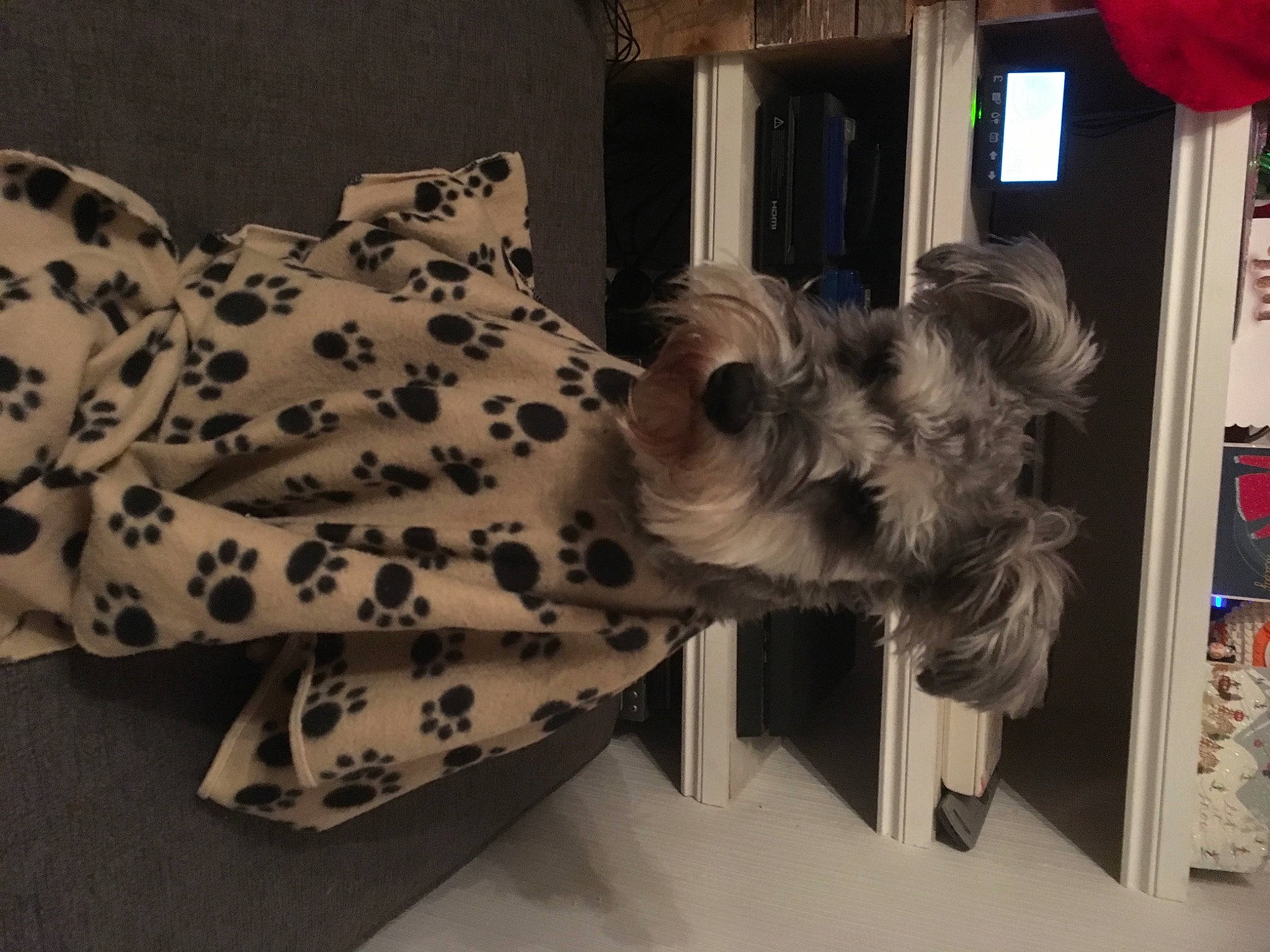 Jarvis joined the competition — help win amazing prizes! canidae, carnivore, companion_dog, dog, dog_breed, fawn, miniature_schnauzer, morkie, non_sporting_group, puppy, room, schnauzer, shih_tzu, sporting_group, toy_dog, yorkshire_terrier