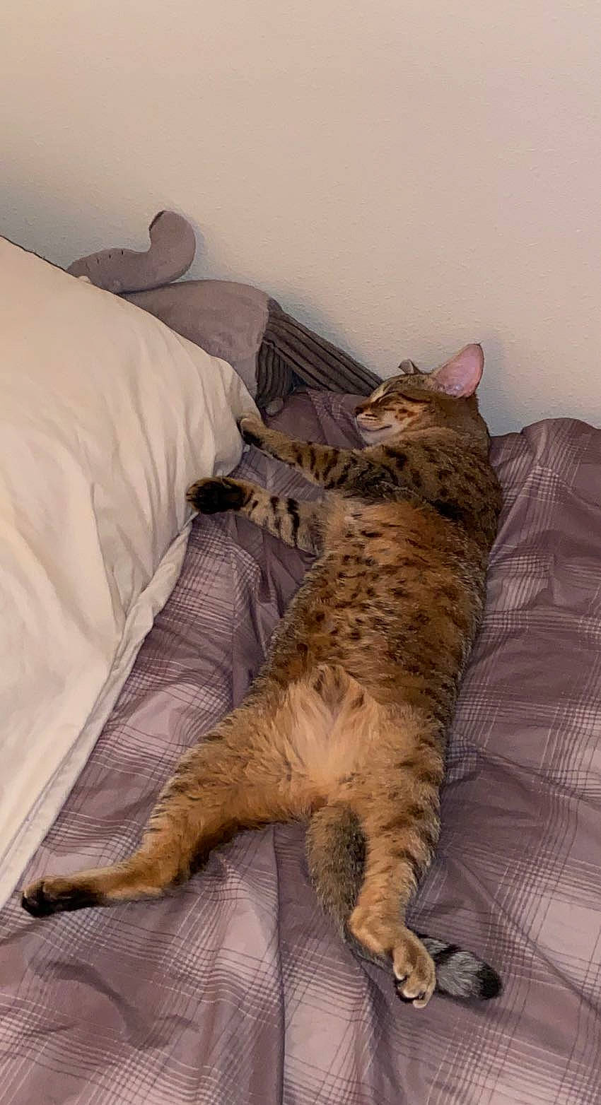 Beet joined the competition — help win amazing prizes! bed, bedding, carnivore, cat, claw, comfort, domestic_short_haired_cat, fawn, felidae, fur, grey, linens, nap, paw, room, small_to_medium_sized_cats, tail, terrestrial_animal, whiskers, wood