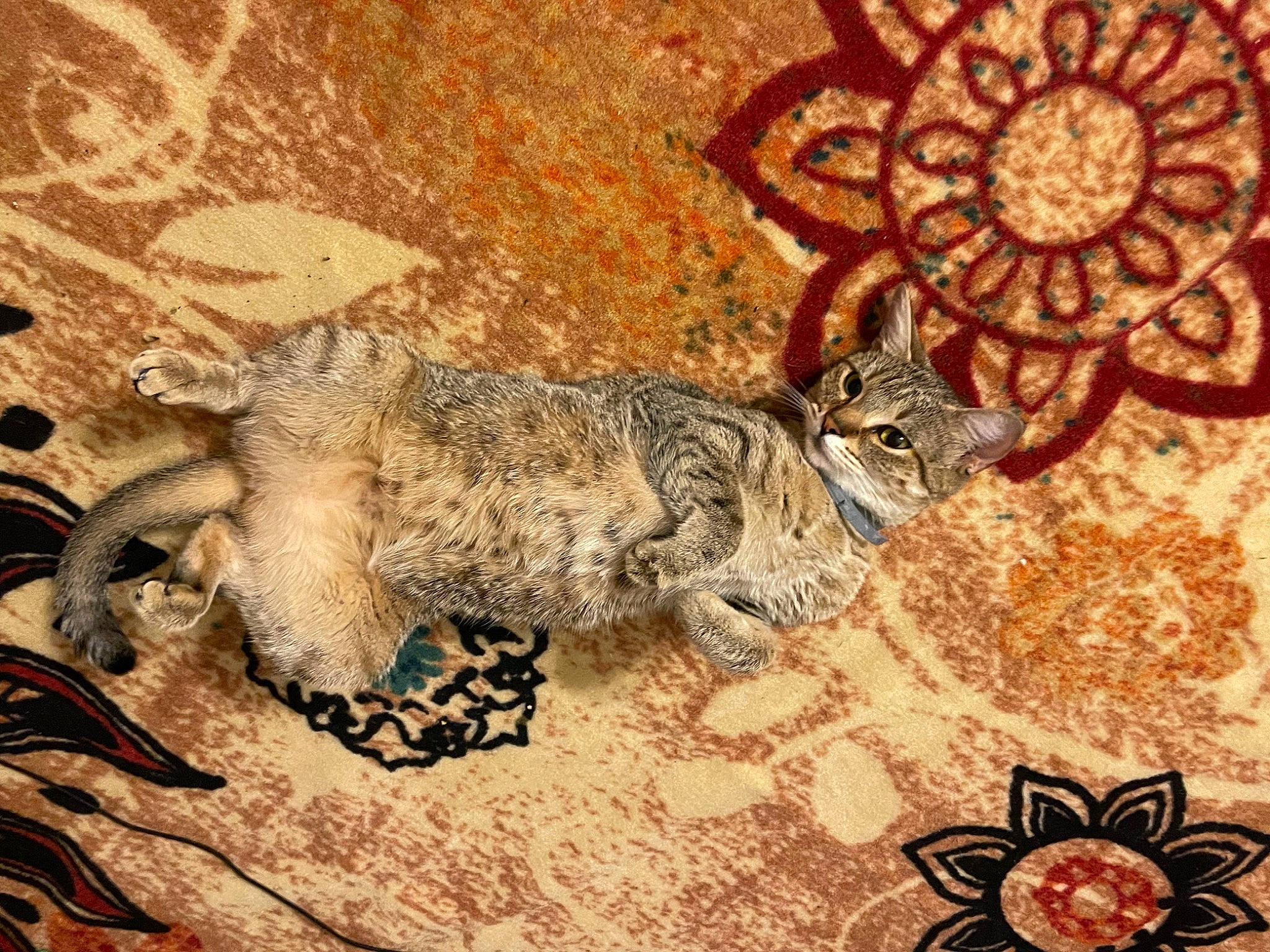 Beet is registered to the contest to win money with this photo: art, brown, carnivore, cat, domestic_short_haired_cat, fawn, felidae, flooring, fur, illustration, organism, pattern, small_to_medium_sized_cats, snout, tail, terrestrial_animal, visual_arts, whiskers, wildlife, wood