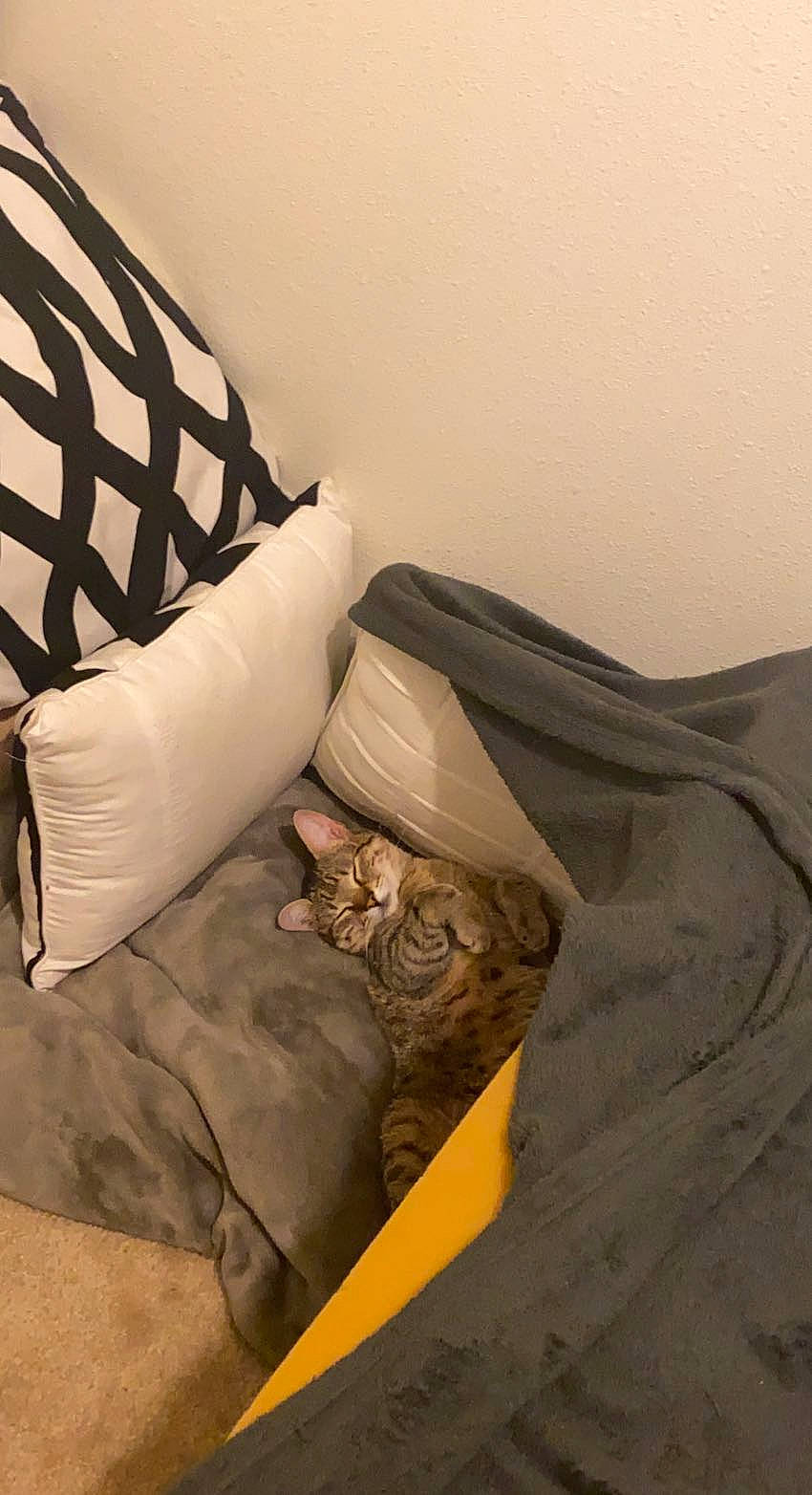 Beet joined the competition — help win amazing prizes! bed_sheet, bedding, bedroom, brown, comfort, couch, duvet, flooring, font, hardwood, linens, pattern, pillow, room, shade, textile, throw_pillow, tints_and_shades, window_treatment, wood