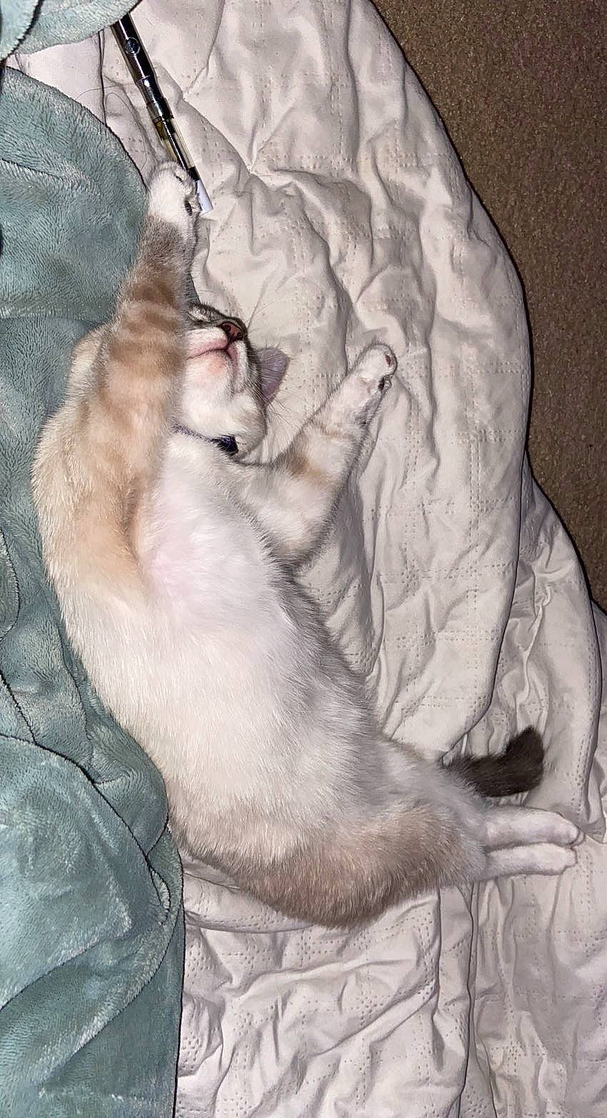 Empress is registered to the contest to win money with this photo: art, canidae, carnivore, cat, collar, comfort, companion_dog, dog_breed, fawn, felidae, fur, grey, linens, nap, paw, sleep, small_to_medium_sized_cats, sporting_group, tail, whiskers