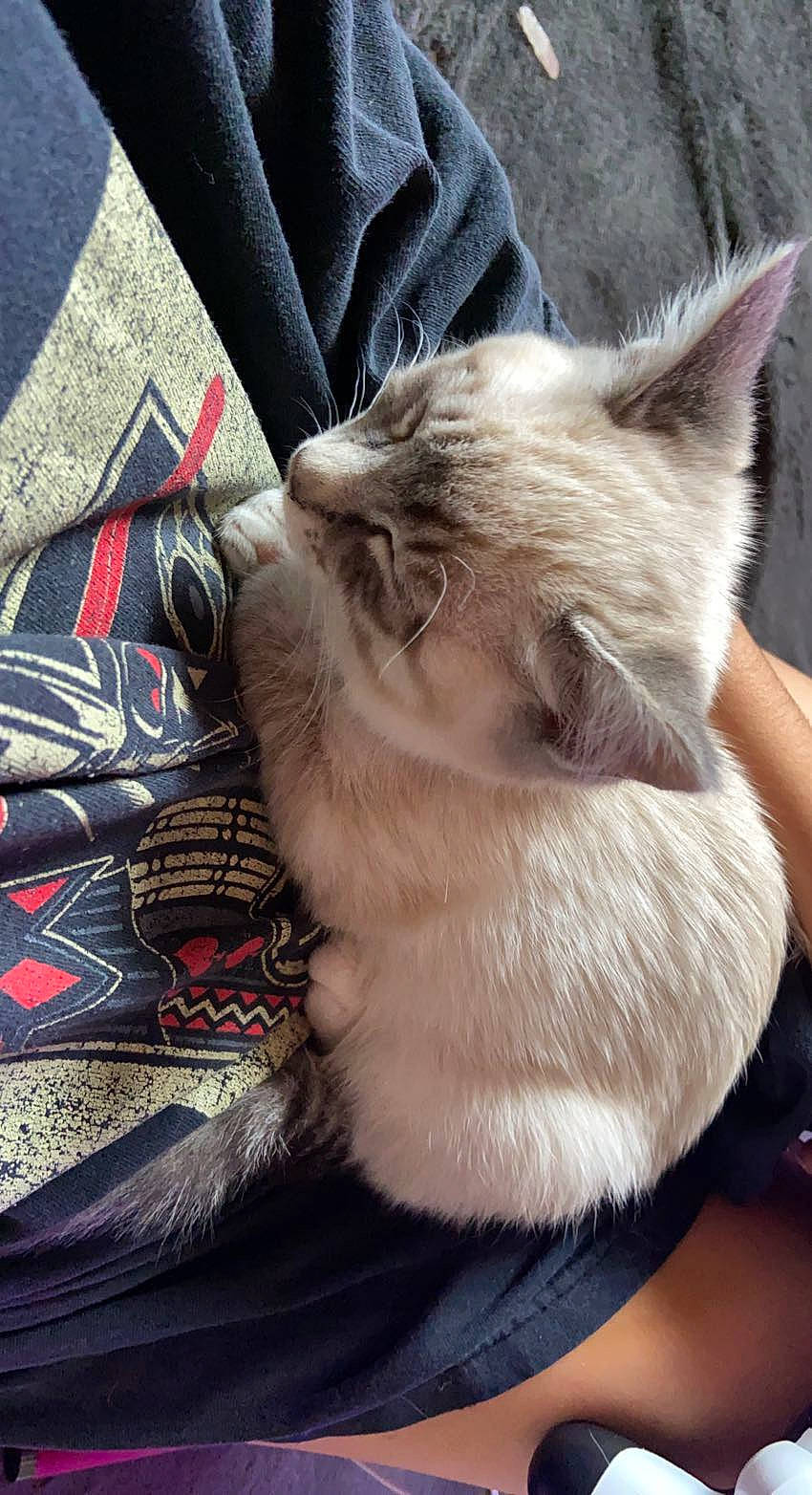 Empress joined the competition — help win amazing prizes! birman, carmine, carnivore, cat, chair, claw, comfort, domestic_short_haired_cat, fawn, felidae, fur, human_leg, lap, siamese, small_to_medium_sized_cats, snout, tail, thai, walking_shoe, whiskers