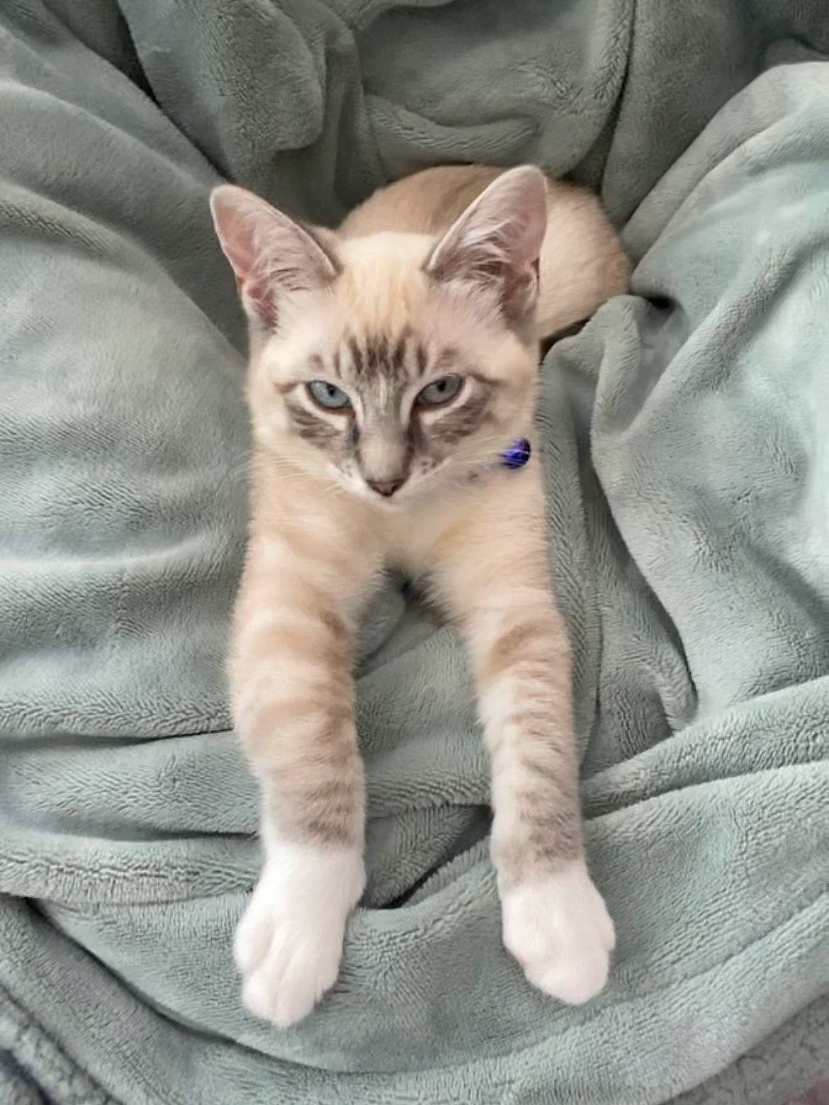 Empress joined the competition — help win amazing prizes! carnivore, cat, claw, comfort, domestic_short_haired_cat, fawn, felidae, foot, fur, grey, linens, paw, sitting, small_to_medium_sized_cats, snout, tail, terrestrial_animal, whiskers