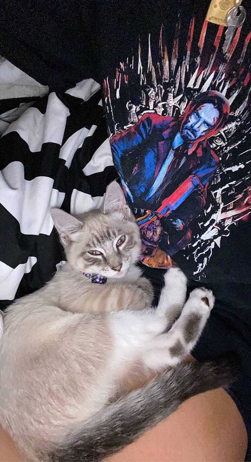 Empress joined the competition — help win amazing prizes! art, carnivore, cat, comfort, domestic_short_haired_cat, electric_blue, felidae, font, fur, gesture, pattern, paw, sleeve, small_to_medium_sized_cats, sportswear, t_shirt, tail, textile, visual_arts, whiskers