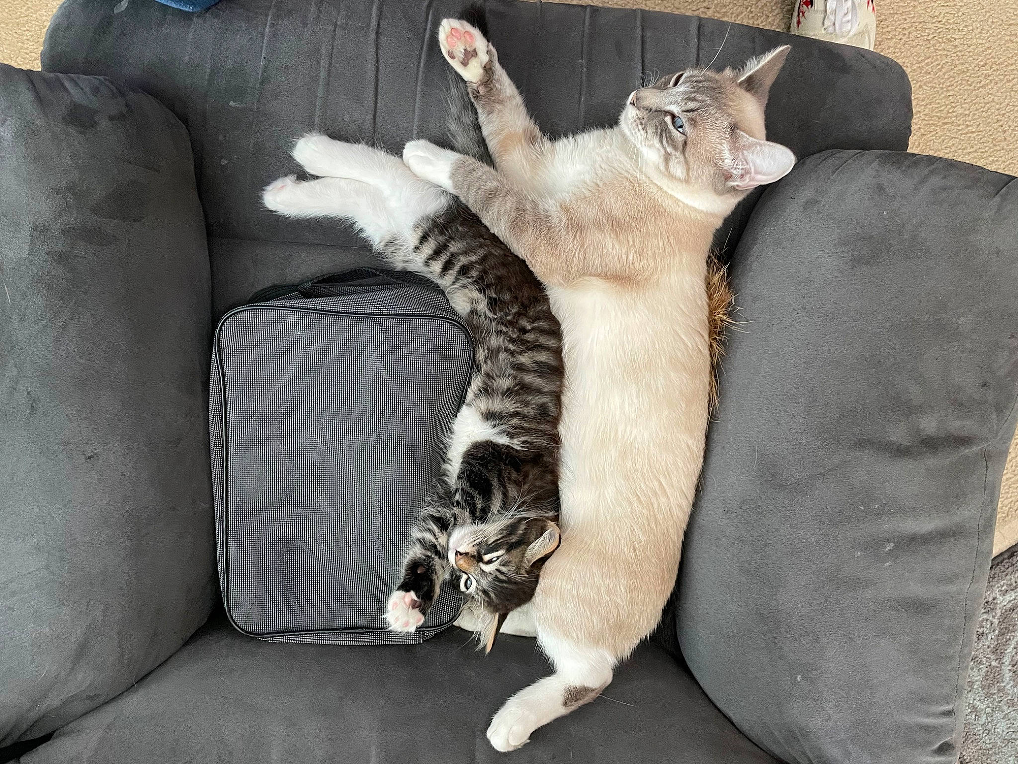 Salem is registered to the contest to win money with this photo: black_cat, carnivore, cat, claw, comfort, couch, domestic_short_haired_cat, fawn, felidae, fur, grey, human_leg, mammal, paw, small_to_medium_sized_cats, studio_couch, tail, textile, vehicle, whiskers