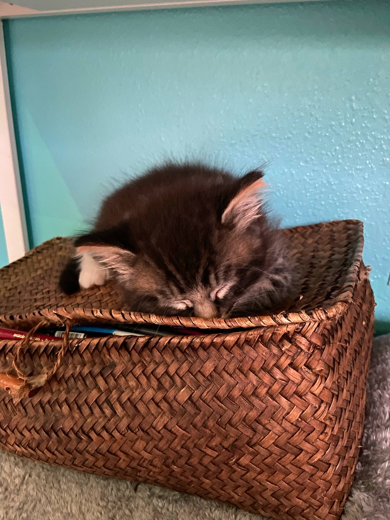 Salem joined the competition — help win amazing prizes! bag, basket, brown, carnivore, cat, cat_supply, fashion_accessory, fawn, felidae, fur, grass, liver, luggage_and_bags, picnic_basket, small_to_medium_sized_cats, storage_basket, tail, whiskers, wicker, wood