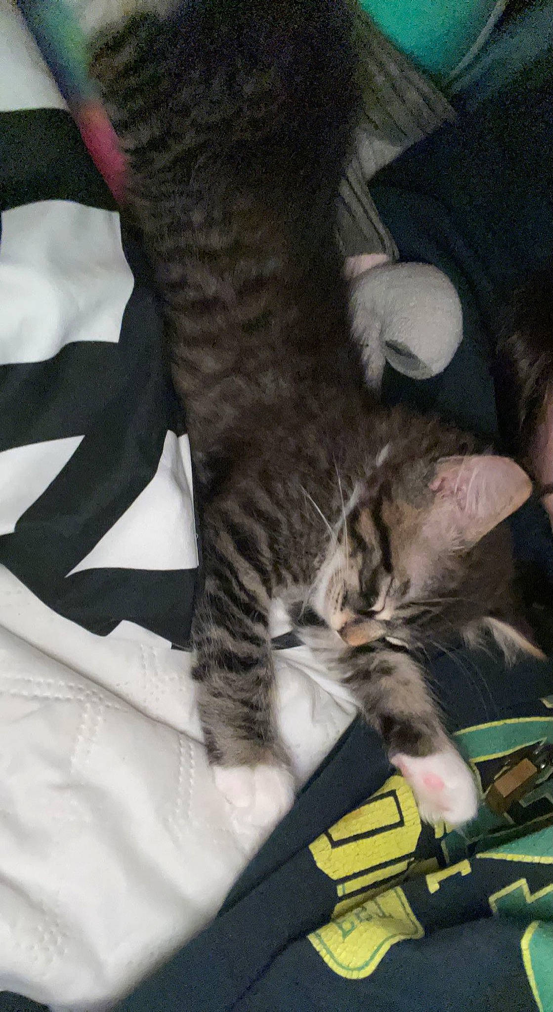 Salem joined the competition — help win amazing prizes! carnivore, cat, claw, comfort, domestic_short_haired_cat, felidae, foot, fur, gesture, human_leg, lap, nap, paw, sitting, sleep, small_to_medium_sized_cats, snout, tail, whiskers