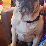 Bubba Lee Jones is registered to the contest to win money with this photo: animal, boxer, bulldog, canine, chair, couch, dog, face, frenchbulldog, furniture, head, person, pet, photography, pitbull, plant, portrait, pottedplant, pug, puppy