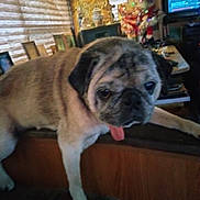 Sydney Beans joined the competition — help win amazing prizes! animal, bulldog, canine, computerhardware, dog, electronics, frenchbulldog, hardware, monitor, pet, pug, puppy, screen