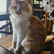 Scooter is registered to the contest to win money with this photo: animal, cat, cozy, curtains, decor, domestic, flowers, fluffy, furniture, indoor, orange, pet, placemat, sitting, soft_light, table, tail, whiskers, white, window