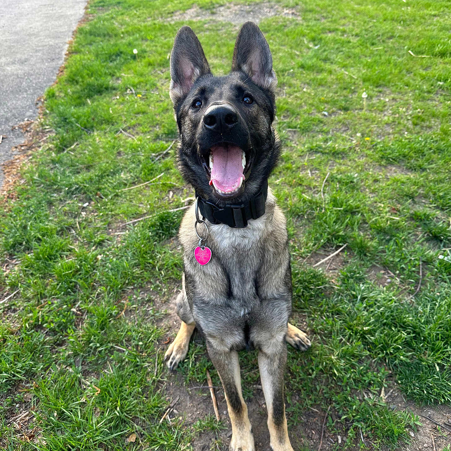 Athena joined the competition — help win amazing prizes! accessories, animal, bodypart, canine, dog, field, germanshepherd, grass, grassland, lawn, mouth, nature, outdoors, person, pet, plant, policedog, puppy, strap, tree