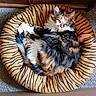 Fish joined the competition — help win amazing prizes! cat, calico, pet_bed, tiger_stripes, feline, fluffy, carpet, indoor, resting, fur, animal, cozy, curious, looking_up, domestic_cat, soft_texture, wooden_furniture, round_bed, relaxed, comfortable