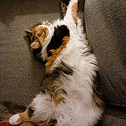 Fish is registered to the contest to win money with this photo: cat, calico, fluffy, feline, pet, sleeping, stretching, couch, furniture, indoor, cozy, relaxed, paws, fur, whiskers, animal, resting, domestic, cute, companion