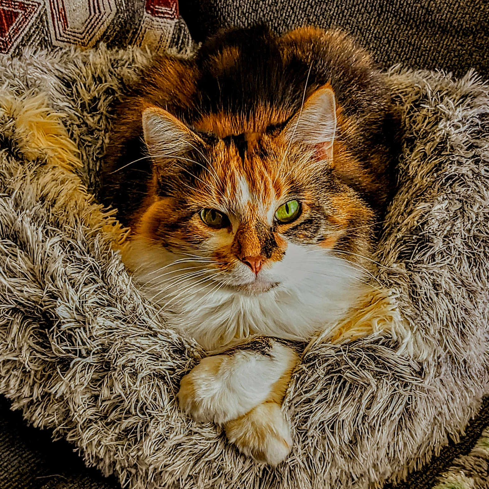Fish joined the competition — help win amazing prizes! cat, fluffy, pet_bed, cozy, fur, relaxed, domestic_animal, crossed_paws, green_eyes, tabby, indoor, resting, cute, whiskers, ears, animal_portrait, fur_texture, comfortable, close_up, sofa
