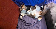 Fish joined the competition — help win amazing prizes! cat, calico, fluffy, pet, indoor, relaxed, blanket, pillow, sofa, fur, tail, paw, resting, cozy, home, cushion, comfort, animal, cute, domestic
