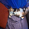 cat, calico, fluffy, pet, indoor, relaxed, blanket, pillow, sofa, fur, tail, paw, resting, cozy, home, cushion, comfort, animal, cute, domestic